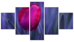 Obraz - tulipán (Obraz 125x70cm)