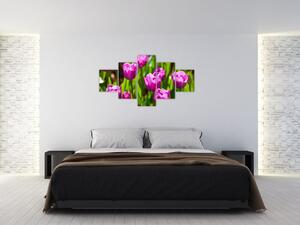 Obraz kvitnúcich tulipánov (Obraz 125x70cm)