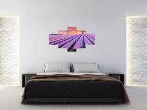 Obraz levanduľové polia (Obraz 125x70cm)