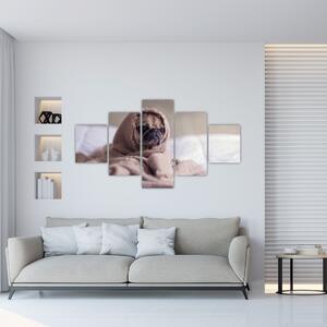 Obraz - pes v deke (Obraz 125x70cm)