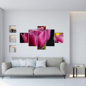 Tulipány - obrazy (Obraz 125x70cm)