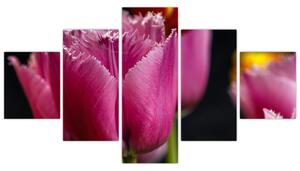 Tulipány - obrazy (Obraz 125x70cm)