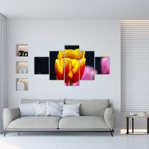 Obraz tulipánu (Obraz 125x70cm)