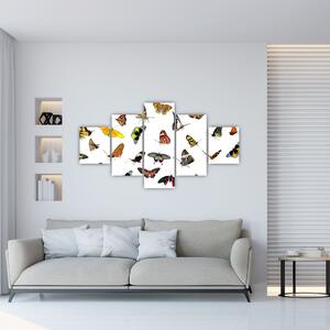 Obrazy motýľov (Obraz 125x70cm)