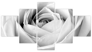 Čiernobiely obraz ruže (Obraz 125x70cm)