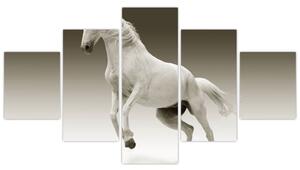 Obrazy bieleho koňa (Obraz 125x70cm)