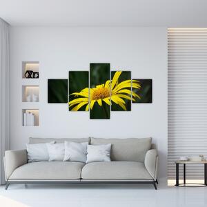 Obraz žltého kvetu (Obraz 125x70cm)