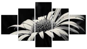 Čiernobiely obraz kvetu (Obraz 125x70cm)