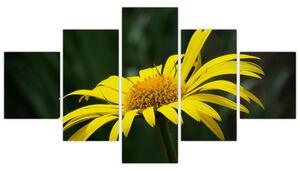 Obraz žltého kvetu (Obraz 125x70cm)