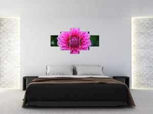 Obraz ružového kvetu (Obraz 125x70cm)