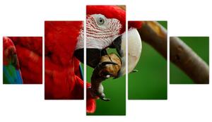 Obraz papagája (Obraz 125x70cm)