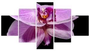 Obraz - orchidea (Obraz 125x70cm)