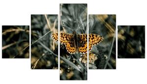 Obraz motýľa (Obraz 125x70cm)