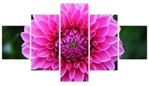 Obraz ružového kvetu (Obraz 125x70cm)