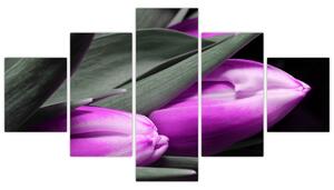Obraz fialových tulipánov (Obraz 125x70cm)