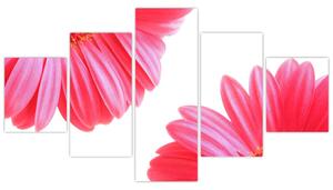 Obraz kvetín - astra (Obraz 125x70cm)