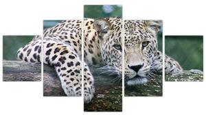 Obraz leopard (Obraz 125x70cm)