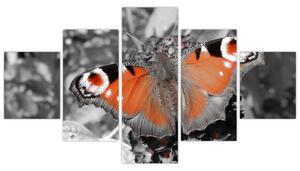 Oranžový motýľ - obraz (Obraz 125x70cm)