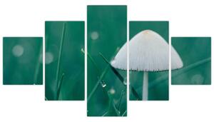 Obraz huby v tráve (Obraz 125x70cm)