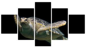 Obraz plávajúce korytnačky (Obraz 125x70cm)