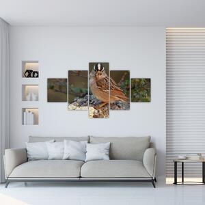 Obrazy zvierat (Obraz 125x70cm)