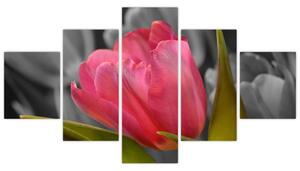 Obraz červeného tulipánu na čiernobielom pozadí (Obraz 125x70cm)