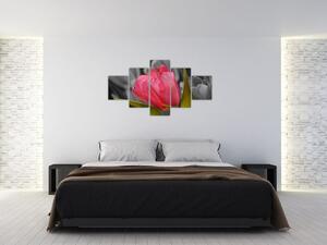 Obraz červeného tulipánu na čiernobielom pozadí (Obraz 125x70cm)