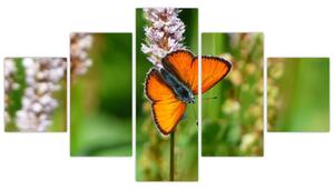 Moderný obraz motýľa na lúke (Obraz 125x70cm)