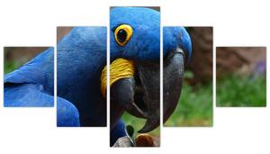 Obraz - papagáj (Obraz 125x70cm)