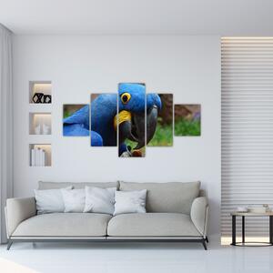 Obraz - papagáj (Obraz 125x70cm)