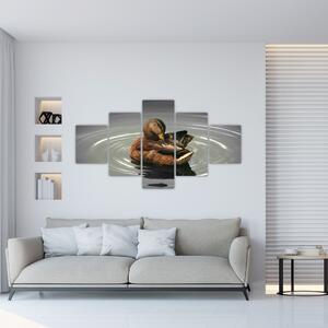 Obraz - kačice vo vode (Obraz 125x70cm)