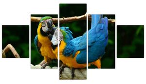 Obraz papagájov na lane (Obraz 125x70cm)