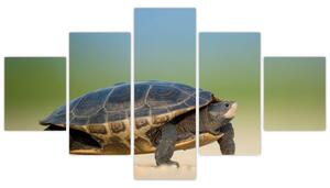 Obraz korytnačky - moderné obrazy (Obraz 125x70cm)