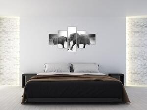 Obraz - slony (Obraz 125x70cm)
