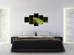 Obraz žaby (Obraz 125x70cm)