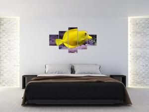 Obraz - žlté ryby (Obraz 125x70cm)