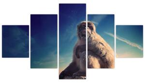 Obraz opice - obrazy zvierat (Obraz 125x70cm)