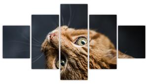 Moderný obraz - mačky (Obraz 125x70cm)