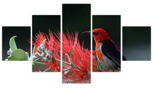 Obraz vtákov - červená (Obraz 125x70cm)