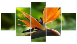 Detail kvetu - obraz (Obraz 125x70cm)