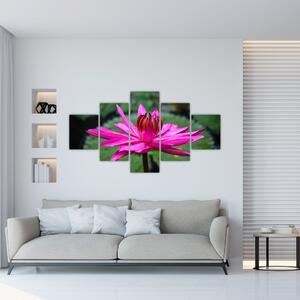 Obraz kvetu (Obraz 125x70cm)