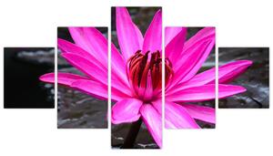 Obraz s detailom kvetu (Obraz 125x70cm)