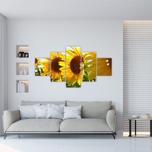 Obraz slnečníc na stenu (Obraz 125x70cm)