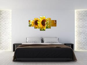 Obraz slnečníc na stenu (Obraz 125x70cm)