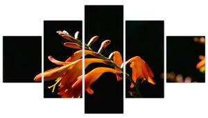 Obraz detailu kvety (Obraz 125x70cm)