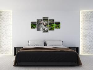 Obraz na stenu - opice (Obraz 125x70cm)