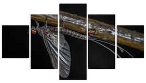 Obraz - hmyz (Obraz 125x70cm)
