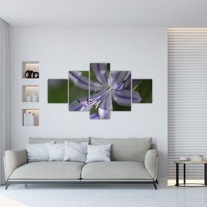 Obraz kvety (Obraz 125x70cm)