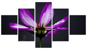 Obraz - kvety (Obraz 125x70cm)