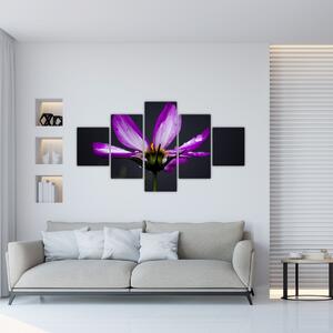 Obraz - kvety (Obraz 125x70cm)
